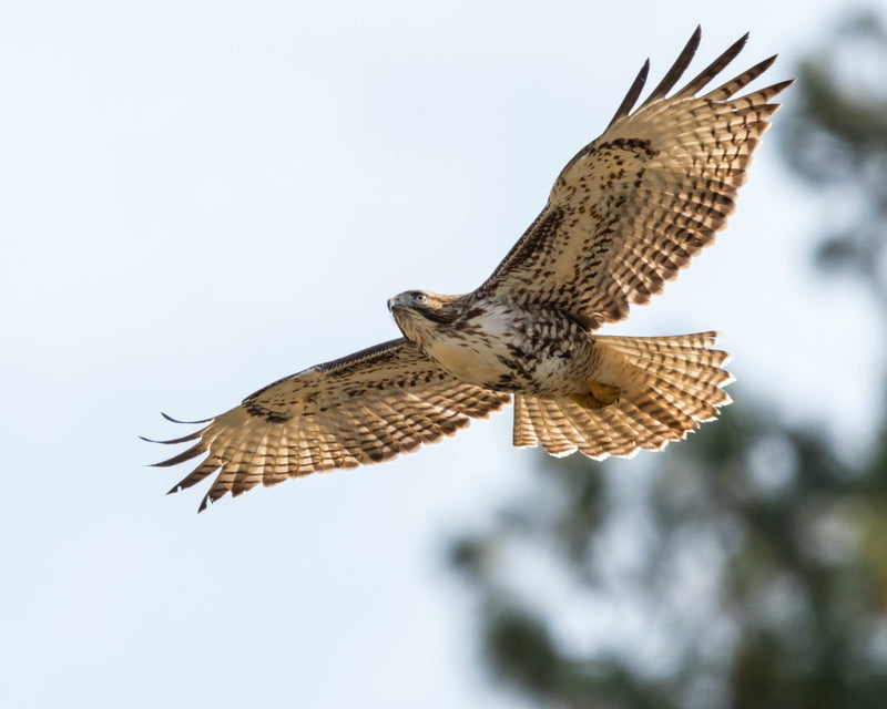 soar like a hawk with visibility of the details and the far and wide